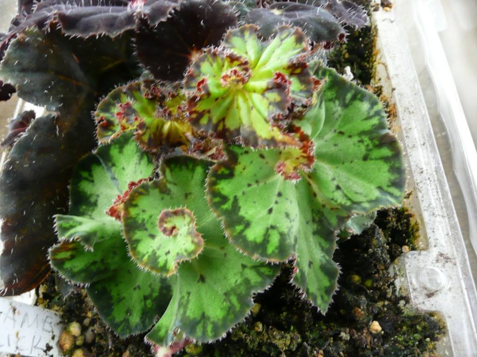 B. ‘Madame Rarick’
